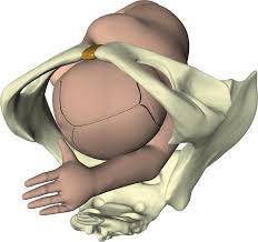 We did not find results for: Pathology Of Labor And Labor And Delivery Section 3 Obstetric Interventions
