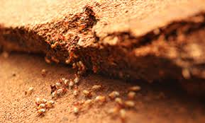 Bug master pest control tampabay offers one of the best pest control services in palm harbor. Top 10 Best Pest Exterminators In Tampa Fl Angi