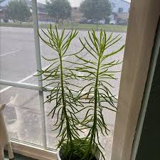 Image result for Senecio propior