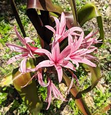 Image result for Crinum stuhlmannii