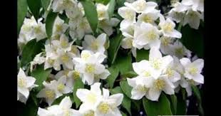 When You Tell Me That You Love Me Julio Iglesias Julio Iglesias Dolly Parton When You Tell Me That You Love Me Love Flowers Julio Iglesias Dolly Parton Love Flowers