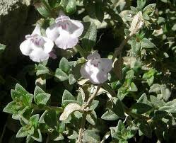 Image result for Micromeria imbricata