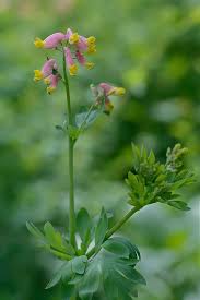 Image result for Fumariaceae