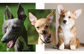 Dogs With Big Pointy Ears That Stand Up Petaddon