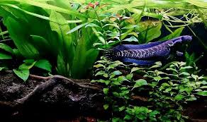 Image result for Amphicarpaea africana