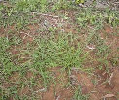 Image result for Eriochloa