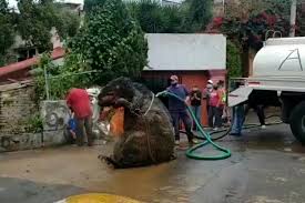 Shocked workers encounter 'giant rat' while cleaning sewers