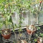 Image result for Corallocarpus bainesii