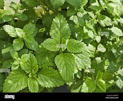 Image result for Lamiaceae