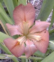 50 beautiful flower meanings that will surprise you. Latahlequah La Iris Wiki