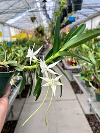 Image result for Angraecum conchiferum