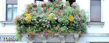 They are very unusual and are the only exceptional antique window boxes we have ever had for sale. Looking At Window Boxes In San Daniele