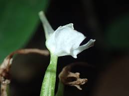 Image result for Disperis anthoceros