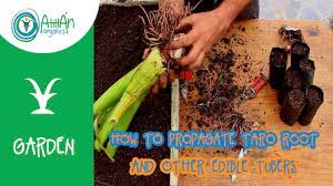Maybe you would like to learn more about one of these? How To Propagate Taro Root And Other Edible Tubers Edible Taro Plant Atitlan Organics Youtube