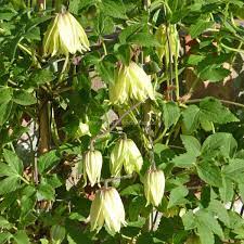 We did not find results for: C Chiisanensis Amber Rosen Online Kaufen Im Rosenhof Schultheis Rosen Online Kaufen Im Rosenhof Schultheis