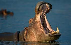 Newborn hippos are only able to hold their breath for about 40 seconds at a time. 10 Hippo Facts National Geographic Kids
