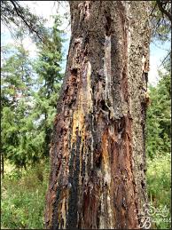 Image result for Acacia abyssinica