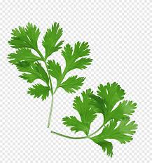 cilantro salud cocina mexicana hierba perejil salud vegetales de hoja comida png pngegg cilantro salud cocina mexicana hierba