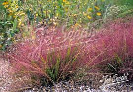 Image result for Eragrostis dinteri