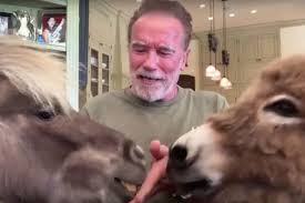 They are extremely intelligent and are easily trained. Arnold Schwarzenegger S Mini Donkey And Horse Make Their Kimmel Debut Decider
