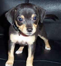 Jack Russell Terrier Chihuahua Mix Black And Brown Jack Chi Jack Russell Chihuahua Hybrid I Want One Dog Breeds Pictures Terrier Mix