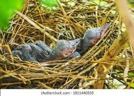 Baby Crow Images Stock Photos Vectors Shutterstock