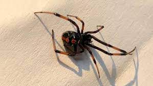 Not all spiders are poisonous to human beings. Northern Black Widow Spider Now In Quebec Ctv News