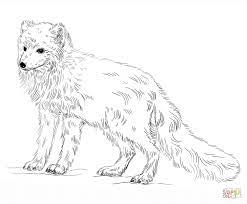 Fox coloring pages help kids to learn more about the small cute animal with flattened skull triangular face pointed ears long rostrum and bushy tails. Cute Arctic Fox Coloring Page Novocom Top