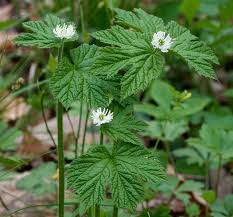 Wintergreen peppermint spearmint eucalyptus tea tree oil clove cinnamon basil oregano nutmeg cassia juniper pine birch spruce cypress thyme. 14 Herbs Safe For Cats And 9 To Avoid Litter Robot Blog