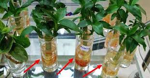 水養的富貴竹 瓶裡放 2個小藥片 一年四季不黃葉 能長到屋頂高 glass vase glass decor