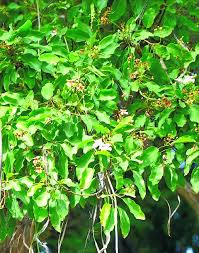 Image result for Bignoniaceae