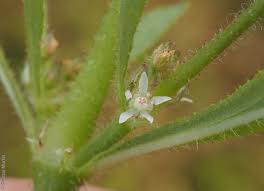 Image result for Bergia