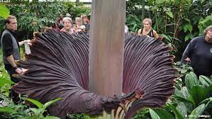 Smelly Bloom This Gorgeous Bloom S Odor Is Reminiscent Of Rotting Flesh Earning It The Nickname Corpse Flower Rare Flowers Corpse Flower Trees To Plant