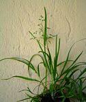 Image result for Poa leptoclada