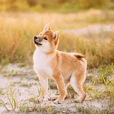 Find shiba inu puppies and breeders in your area and helpful shiba inu information. 1 Shiba Inu Puppies For Sale By Uptown Puppies