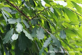 Image result for Ficus virens