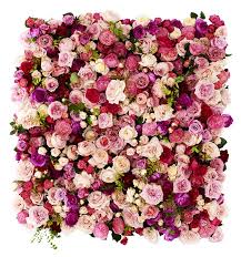 Oh Wie Ist Das Schon Rose Flowers Blumen Twbm Blumenwand Schone Blumen Liebe Blumen