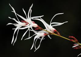 Image result for Baissea wulfhorstii