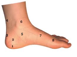 These inexpensive devices make it easy to stretch shoes over a bump like a tailors bunion. Foot And Ankle Conditions By Area Side View Sol Foot Ankle Centers