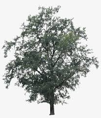 Maybe you would like to learn more about one of these? Free Cut Out People Trees And Leaves River Birch Png Image Transparent Png Free Download On Seekpng