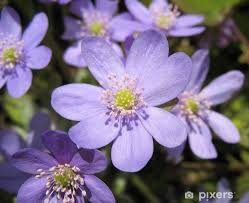 Image result for Ranunculaceae