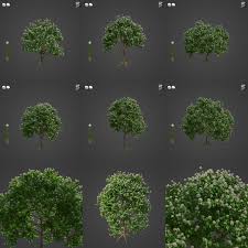 Image result for Dombeya kirkii