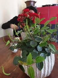 Image result for Duosperma quadrangulare