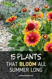 15 Plants That Bloom All Summer Long Plants Planting Flowers Flowers Perennials