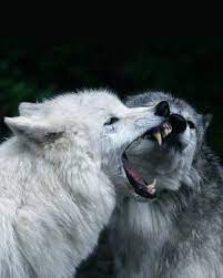 Pin On Wolf