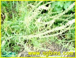 Image result for Caylusea abyssinica