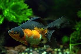 Namun tanaman apung yang terlalu padat bisa menekan pertumbuhan tanaman air lainnya. Jenis Jenis Tanaman Air Terbaik Untuk Ikan Mas Koki Gerava Ikan Hias Burung Kicau Kucing Anjing