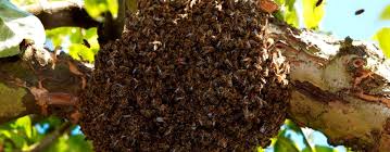 This type of stinging insect is not does not typically sting humans or. How To Get Rid Of Bumble Bees Nest In Wall Cavity