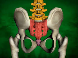 This can cause the bones to fracture. Lumbar Spine Sacrum And Coccyx