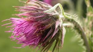 It is in a slightly heraldic style with long and short leaves and flower head with extra straight stitches for all the spikes. Musk Thistle The Wildlife Trusts